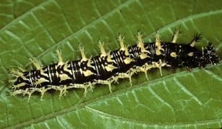 Polygonia comma, larva