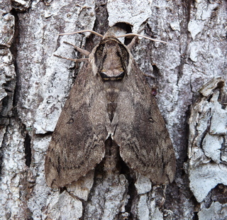 Ceratomia catalpae, Catalpa Sphinx Moth