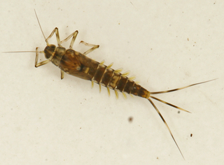 Baetis brunneicolor female larva