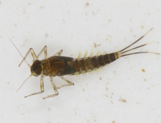 Baetis brunneicolor male larva