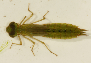 Anax junius larva