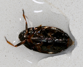 Dineutus hornii ventral view