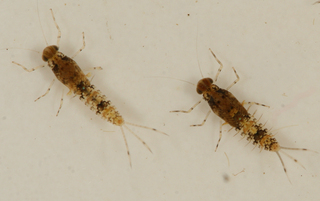 Procloeon rubropictum male larvae