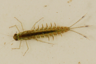 Procloeon simplex female larva