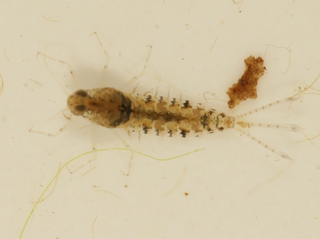 Procloeon viridoculare larva, dorsal view