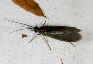 Rhyacophila manistee adult