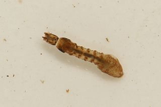 Simulium bracteatum larva