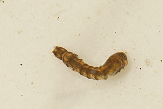 Simulium conundrum larva