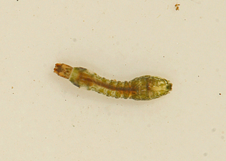 Simulium fibrinflatum larva