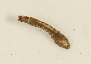 Simulium vittatum tribulatum complex larva