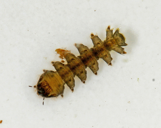 Blepharicera tenuipes larva