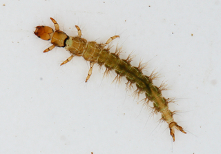 Rhyacophila brunnea larva