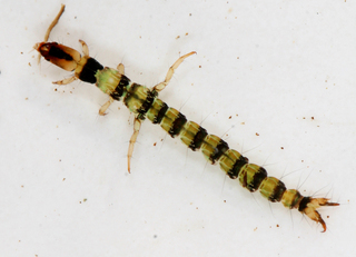 Rhyacophila mainensis larva