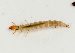 Rhyacophila manistee larva