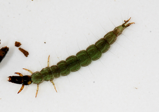 Rhyacophila nigrita larva