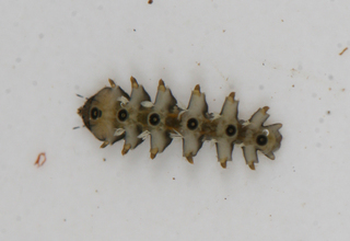 Blepharicera tenuipes venter larva