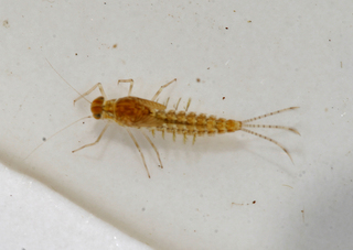 Procloeon mendax larva male