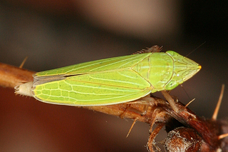 Draeculacephala manitobiana