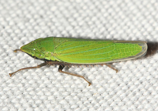 Draeculacephala zeae