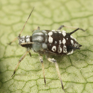 Aphis maculatae