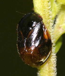 Clastoptera saintcyri