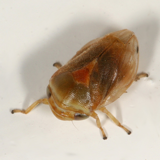 Clastoptera testacea female