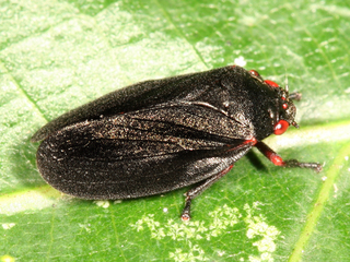 Prosapia bicincta, Two-lined Spittlebug, black morph