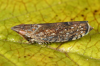 Scaphytopius acutus