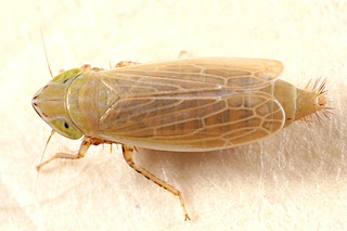Sorhoanus pascuellus