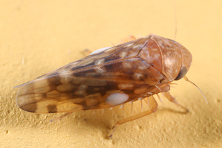 Xestocephalus fulvocapitatus