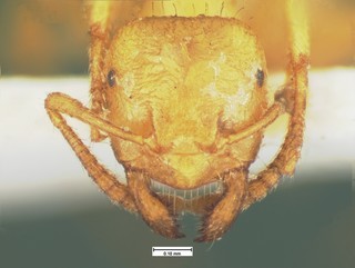 Acanthomyops occidentalis, head, CASENT105574