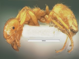 Acanthomyops occidentalis, side, CASENT105574