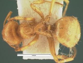 Acanthomyops occidentalis, top, CASENT105574