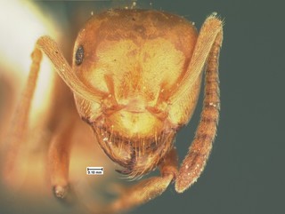 Acanthomyops pubescens, head, CASENT105576