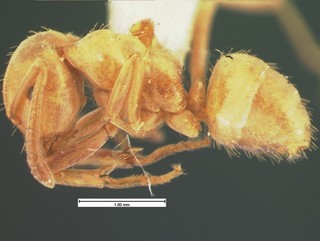 Acanthomyops pubescens, side, CASENT105576