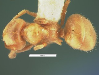 Acanthomyops pubescens, top, CASENT105576