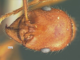 Aphaenogaster mutica, head, CASENT105580