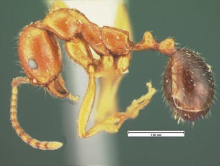 Aphaenogaster mutica, side, CASENT105580