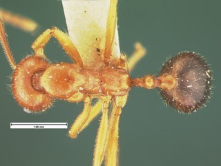 Aphaenogaster mutica, top, CASENT105580
