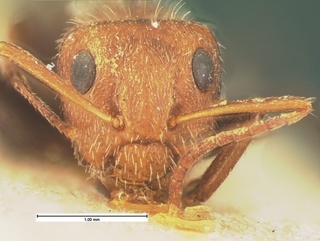 Camponotus planatus, head, CASENT0105587