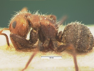 Camponotus planatus, side, CASENT0105587