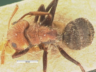 Camponotus planatus, top, CASENT0105587
