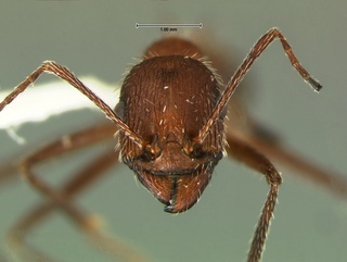 Aphaenogaster albisetosa, head, CASENT0105715