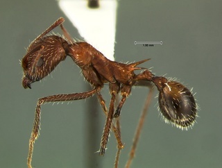 Aphaenogaster albisetosa, side, CASENT0105715