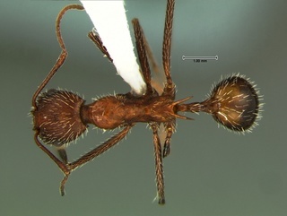 Aphaenogaster albisetosa, top, CASENT0105715