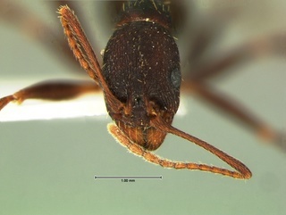 Aphaenogaster ashmeadi, head, CASENT0105716