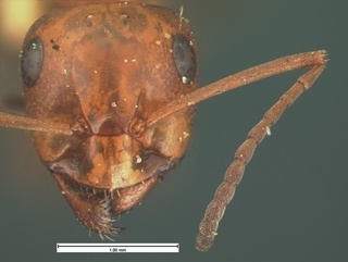 Formica fossaceps, head, CASENT0105600