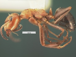 Formica fossaceps, side, CASENT0105600