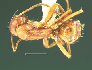 Camponotus subbarbatus, top, CASENT0105679