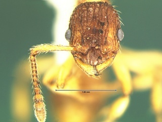 Myrmica pinetorum, head, CASENT0105693